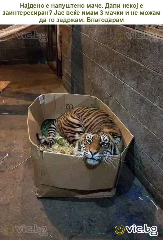 Најдено е напуштено маче. Дали некој е заинтересиран? Јас веќе имам 3 мачки и не можам да го задржам. Благодарам