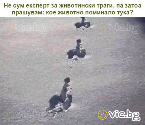 Не сум експерт за животински траги, па затоа прашувам: кое животно поминало тука?