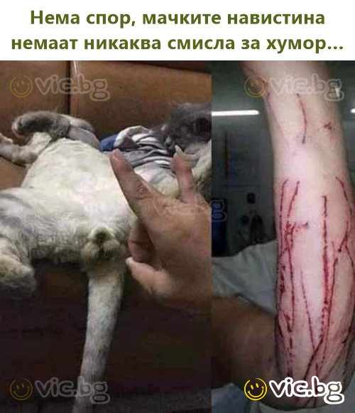 Нема спор, мачките навистина немаат никаква смисла за хумор…