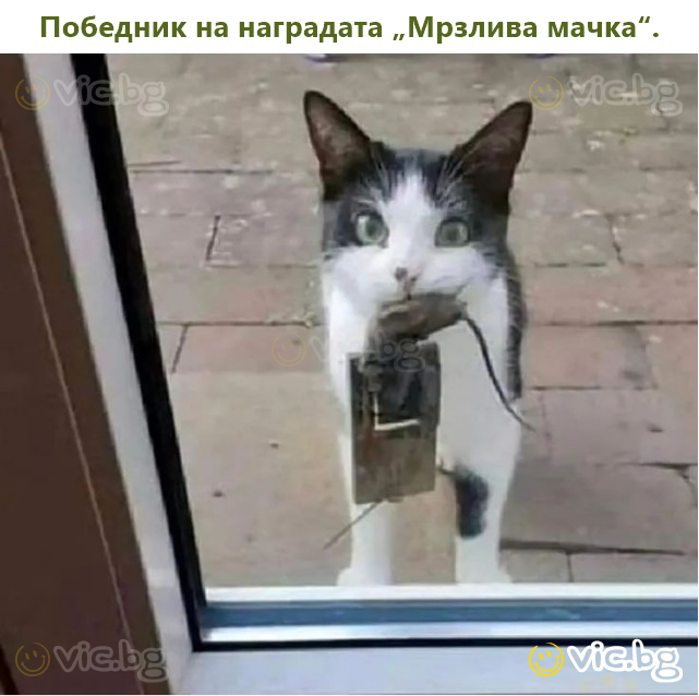Победник на наградата „Мрзлива мачка“.