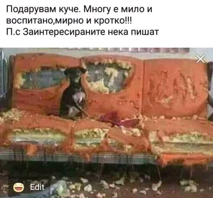 Подарувам куче. Многу е мило воспитано, мирно и кротко