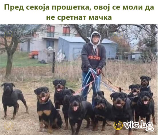 Пред секоја прошетка, овој се моли да не сретнат мачка