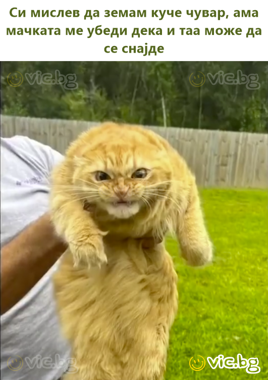 Си мислев да земам куче чувар, ама мачката ме убеди дека и таа може да се снајде