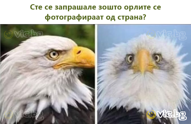 Сте се запрашале зошто орлите се фотографираат од страна?