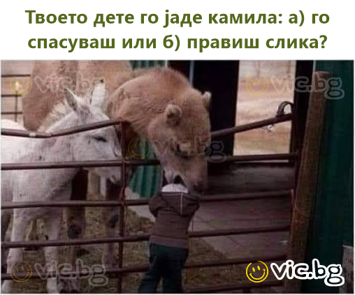 Твоето дете го јаде камила: а) го спасуваш или б) правиш слика?