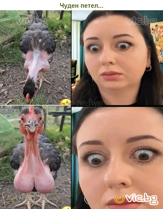 Чуден петел...