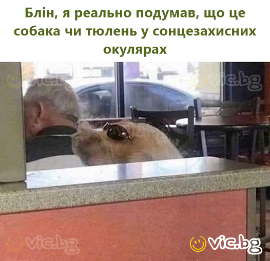 Блін, я реально подумав, що це собака чи тюлень у сонцезахисних окулярах