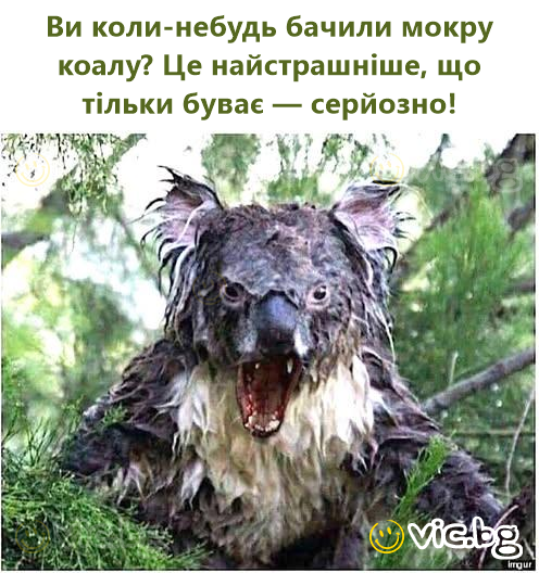Ви коли-небудь бачили мокру коалу? Це найстрашніше, що тільки буває — серйозно!