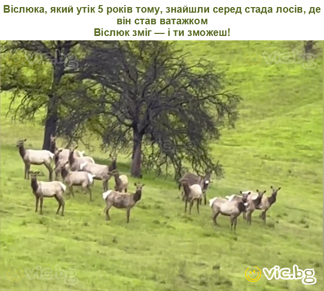 Віслюка, який утік 5 років тому, знайшли серед стада лосів, де він став ватажком
Віслюк зміг — і ти зможеш!