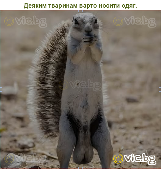 Деяким тваринам варто носити одяг.