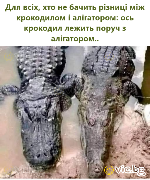 Для всіх, хто не бачить різниці між крокодилом і алігатором: ось крокодил лежить поруч з алігатором..