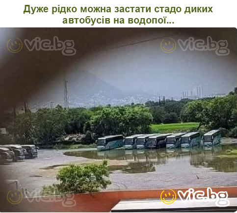 Дуже рідко можна застати стадо диких автобусів на водопої...