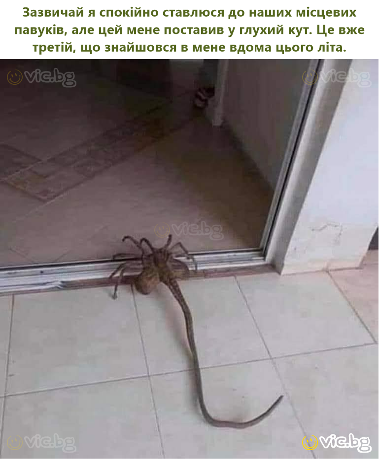 Зазвичай я спокійно ставлюся до наших місцевих павуків, але цей мене поставив у глухий кут. Це вже третій, що знайшовся в мене вдома цього літа.