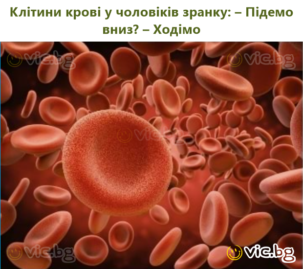 Клітини крові у чоловіків зранку: – Підемо вниз? – Ходімо
