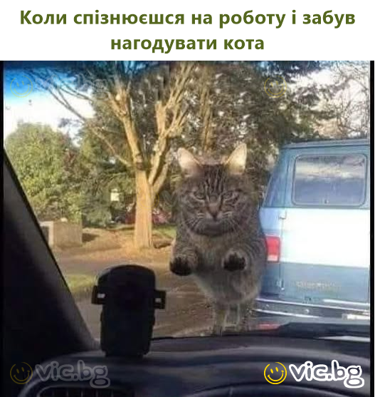 Коли спізнюєшся на роботу і забув нагодувати кота