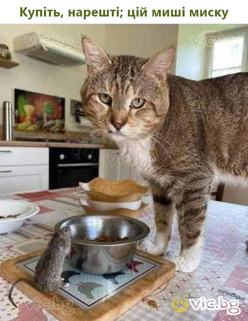 Купіть, нарешті; цій миші миску