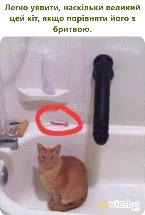 Легко уявити, наскільки великий цей кіт, якщо порівняти його з бритвою.