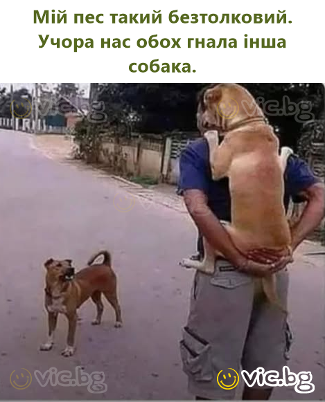 Мій пес такий безтолковий. Учора нас обох гнала інша собака.