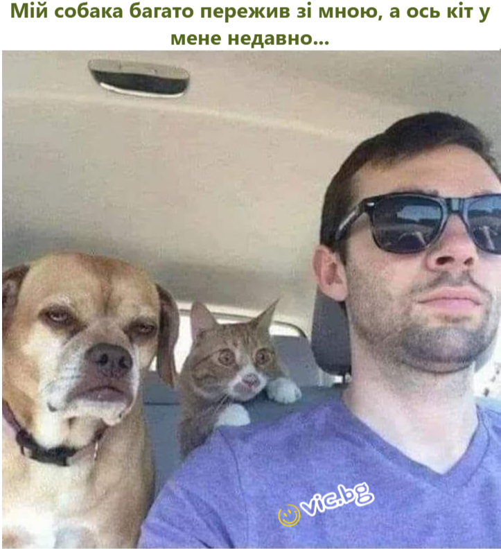 Мій собака багато пережив зі мною, а ось кіт у мене недавно...