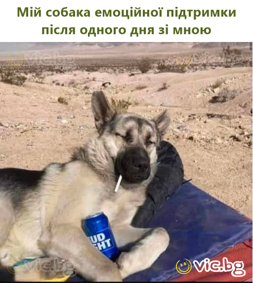 Мій собака емоційної підтримки після одного дня зі мною