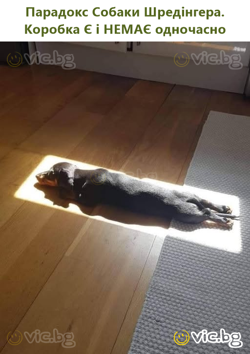 Парадокс Собаки Шредінгера. Коробка Є і НЕМАЄ одночасно