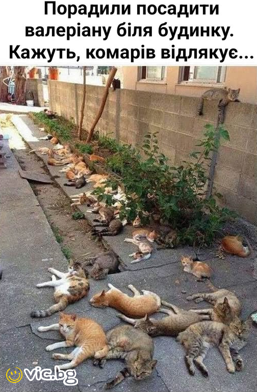 Порадили посадити валеріану біля будинку. Кажуть, комарів відлякує...