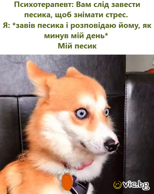 Психотерапевт: Вам слід завести песика, щоб знімати стрес.  Я: *завів песика і розповідаю йому, як минув мій день*  Мій песик