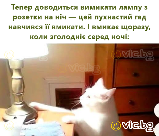 Тепер доводиться вимикати лампу з розетки на ніч — цей пухнастий гад навчився її вмикати. І вмикає щоразу, коли зголодніє серед ночі: