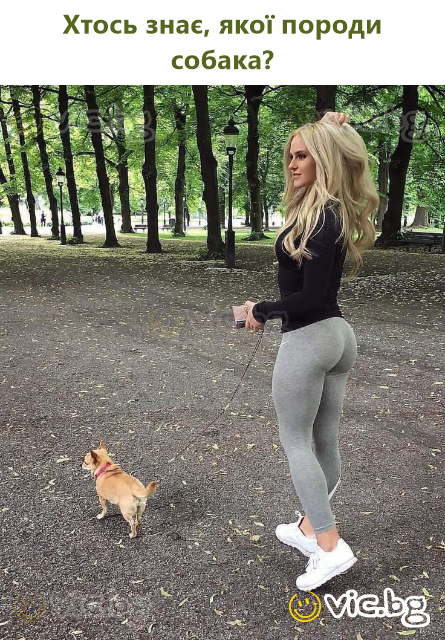 Хтось знає, якої породи собака?