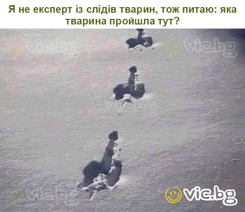 Я не експерт із слідів тварин, тож питаю: яка тварина пройшла тут?