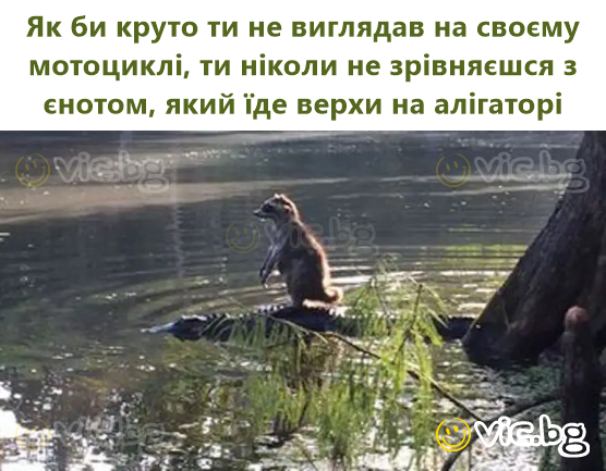 Як би круто ти не виглядав на своєму мотоциклі, ти ніколи не зрівняєшся з єнотом, який їде верхи на алігаторі