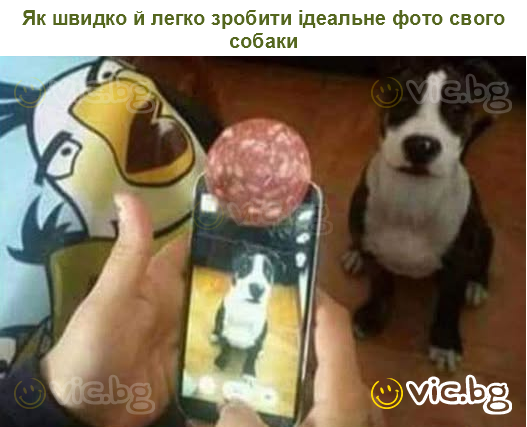 Як швидко й легко зробити ідеальне фото свого собаки