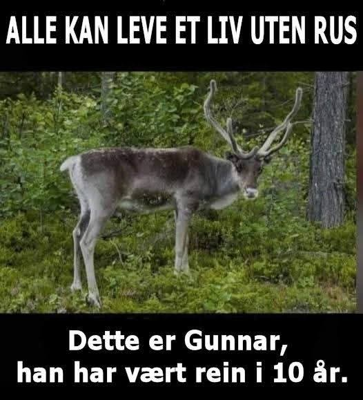 ALLE KAN LEVE ET LIV UTEN RUS, Dette er Gunnar, han har vært rein i 10 år.