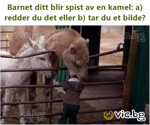 Barnet ditt blir spist av en kamel: a) redder du det eller b) tar du et bilde?