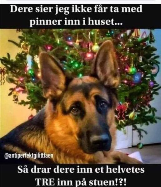 Dere sier jeg ikke fär ta med pinner inn i huset... Sã drar dere inn et helvetes TRE inn pá stuen!?!