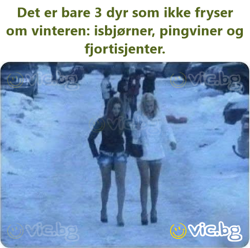 Det er bare 3 dyr som ikke fryser om vinteren: isbjørner, pingviner og fjortisjenter.