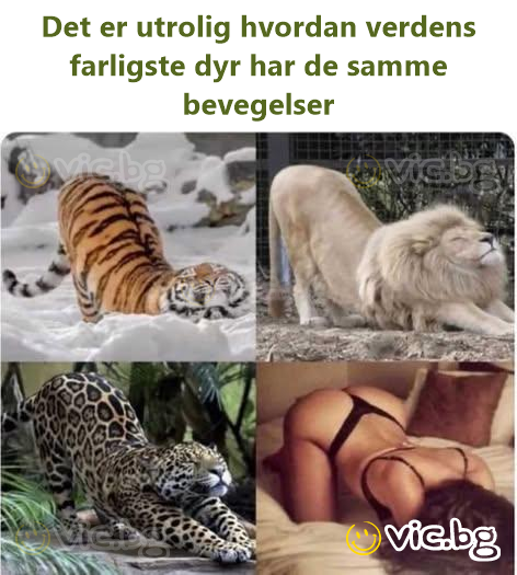 Det er utrolig hvordan verdens farligste dyr har de samme bevegelser
