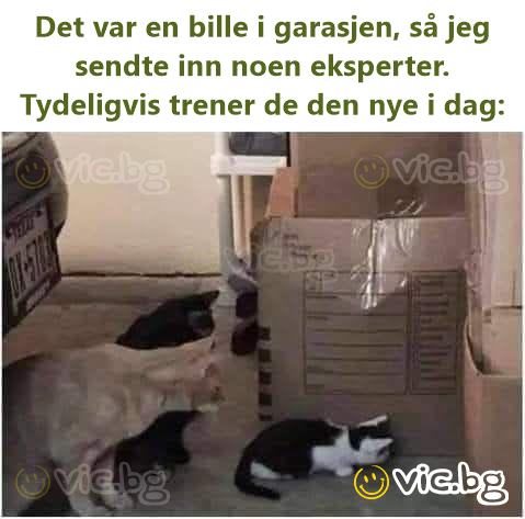 Det var en bille i garasjen, så jeg sendte inn noen eksperter. Tydeligvis trener de den nye i dag: