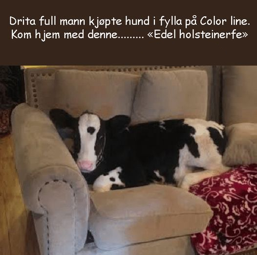 Drita full mann kjopte hund i fylla pa Color line.	 Kom h jem med denne...	«Edel holsteinerfe»