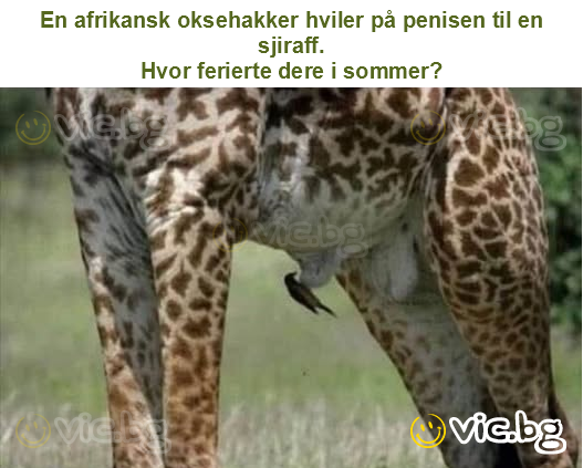 En afrikansk oksehakker hviler på penisen til en sjiraff.
Hvor ferierte dere i sommer?