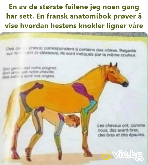 En av de største failene jeg noen gang har sett. En fransk anatomi­bok prøver å vise hvordan hestens knokler ligner våre