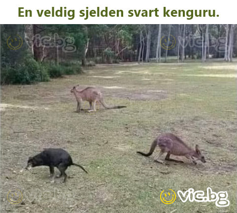 En veldig sjelden svart kenguru.