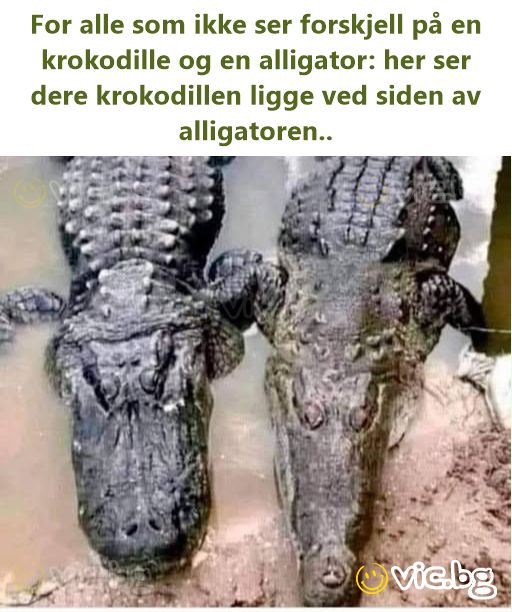 For alle som ikke ser forskjell på en krokodille og en alligator: her ser dere krokodillen ligge ved siden av alligatoren..