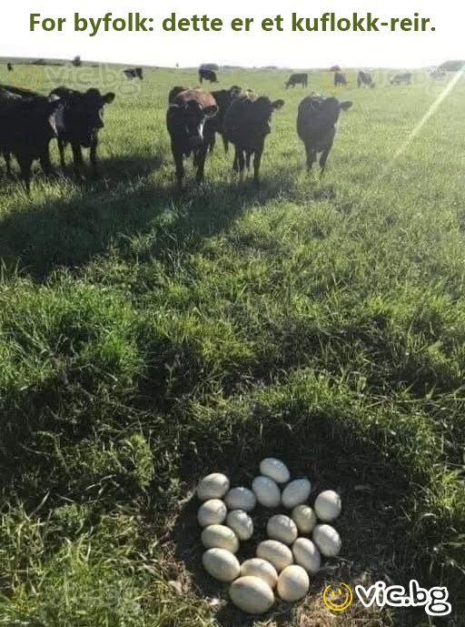For byfolk: dette er et kuflokk-reir.