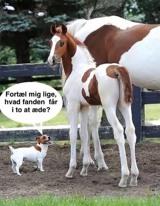 Fortæl mig lige, hvad fаndеn får i to at æde?