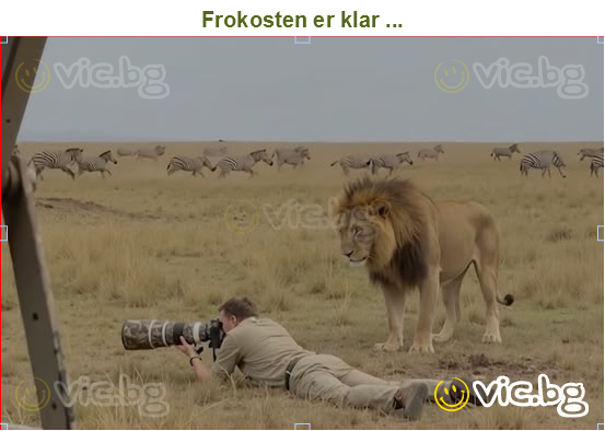 Frokosten er klar ...