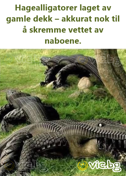 Hagealligatorer laget av gamle dekk – akkurat nok til å skremme vettet av naboene.