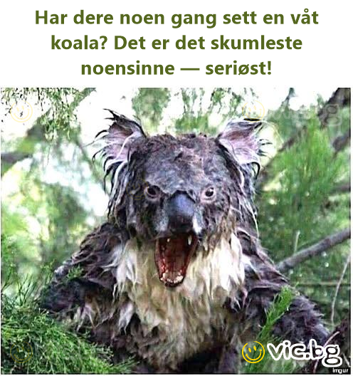 Har dere noen gang sett en våt koala? Det er det skumleste noensinne — seriøst!