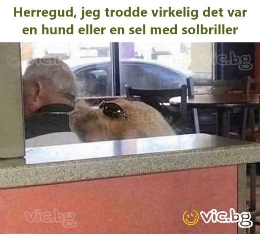 Herregud, jeg trodde virkelig det var en hund eller en sel med solbriller