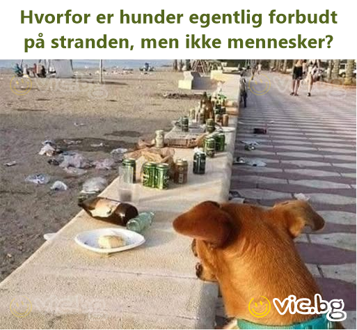 Hvorfor er hunder egentlig forbudt på stranden, men ikke mennesker?